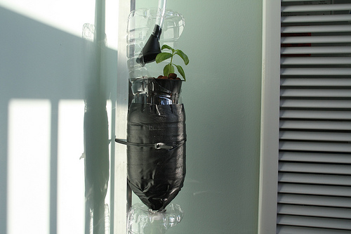 Hydroponic basil: growing basil indoors hydroponically is possible Hydroponic basil: growing basil indoors hydroponically is possible