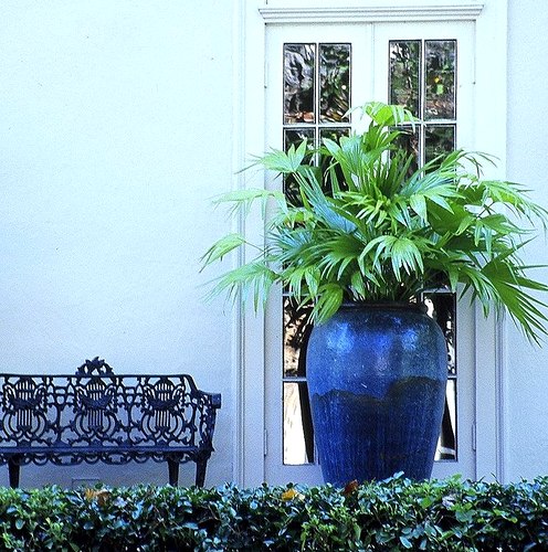 Oversize blue container with palms. Click for care advice
