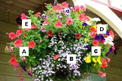 What's That Flower Again?! Find Your Favorites With Our Easy-to-Use ...
